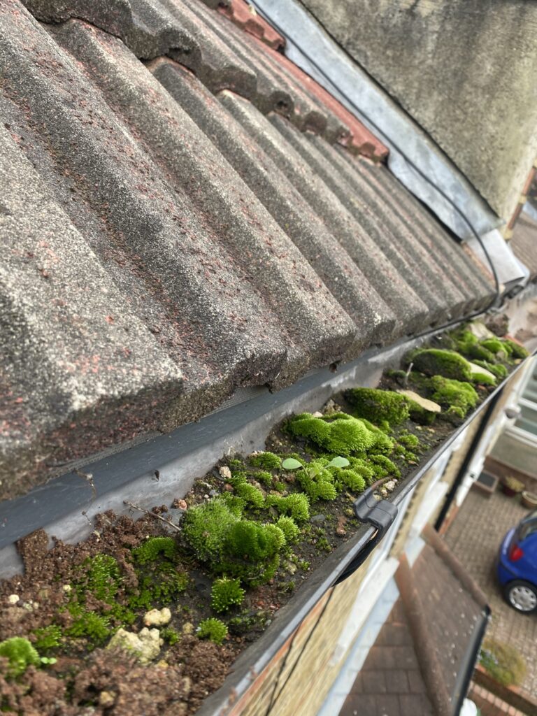 gutter cleaning
